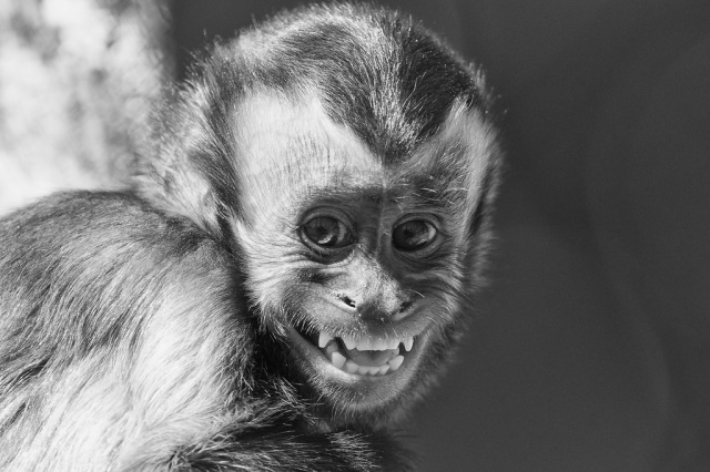 Capuchin Big Smile by Eric Kilby, unaltered